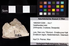 Foto (Objket + Etiketten) von Galatheoidea indet. 